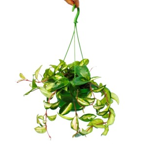 Hängende Exotenherz Zimmerpflanze Hoya Carnosa Rubra (Porzellanblume) im 14cm Ampeltopf.