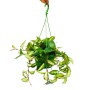 Hängende Exotenherz Zimmerpflanze Hoya Carnosa Rubra (Porzellanblume) im 14cm Ampeltopf.
