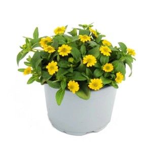 Set aus 3 gelben Husarenknöpfchen (Sanvitalia) im 12cm Topf. Hängepflanze für Balkon und Terrasse.