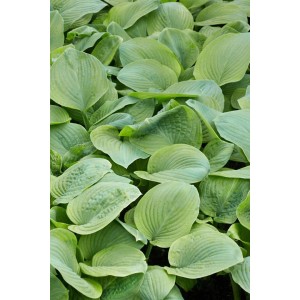 Nahaufnahme der grünen Blätter der Hosta Plantaginea 'Guacamole' Funkie.