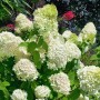Üppige Rispenhortensie Magical Mont Blanc mit strahlend weißen Blüten im Garten.