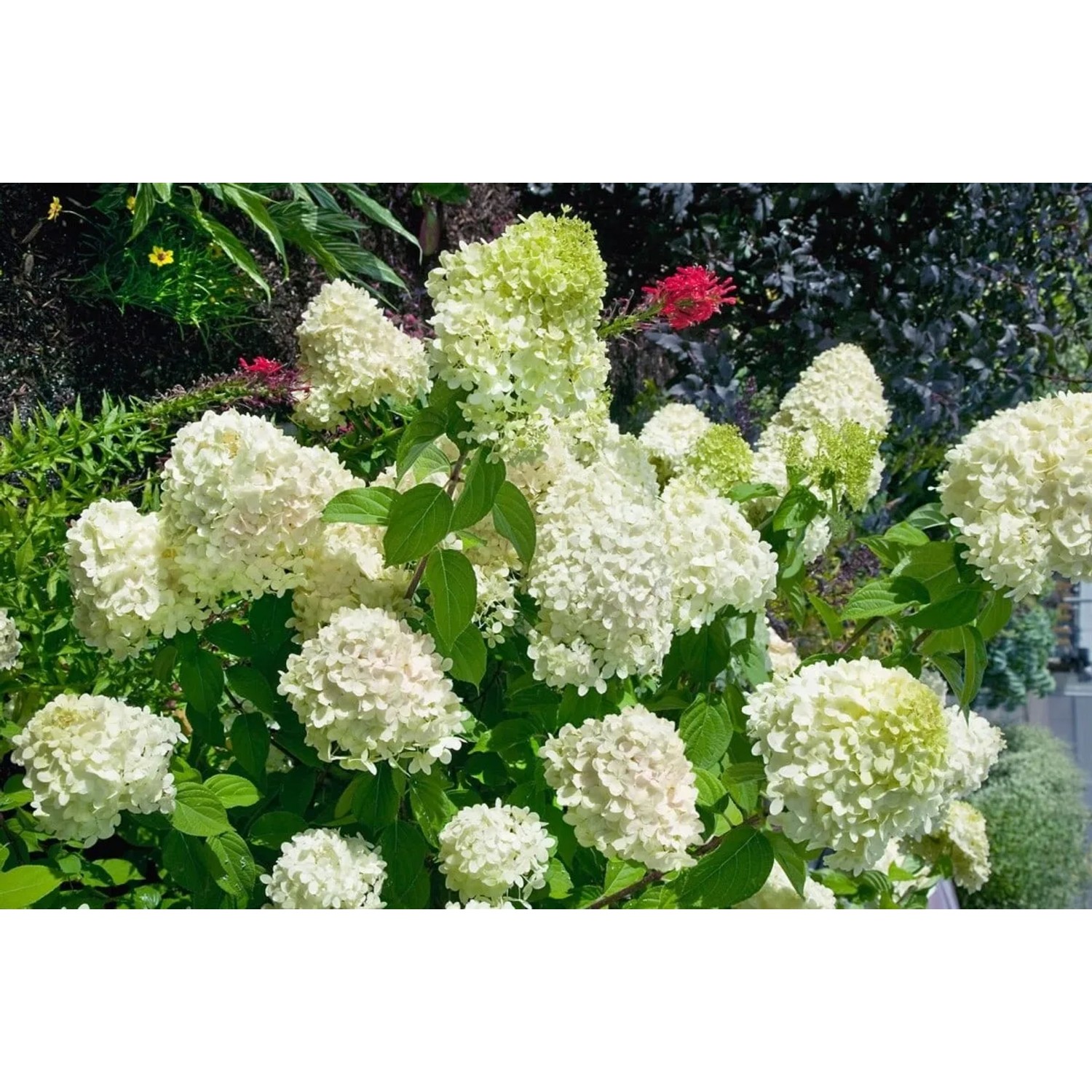 Üppige Rispenhortensie Magical Mont Blanc mit strahlend weißen Blüten im Garten.