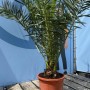 Sunny-Tree Palme Phoenix Canariensis 160 cm Kanarische Dattelpalme Palme für den Innen- und Außenbereich_7