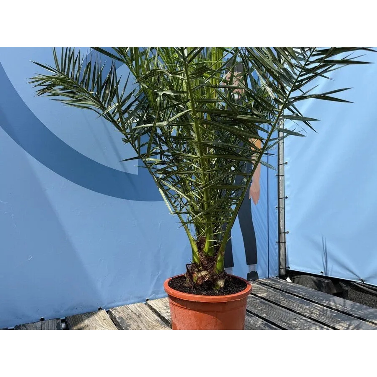 Sunny-Tree Palme Phoenix Canariensis 160 cm Kanarische Dattelpalme Palme für den Innen- und Außenbereich_7