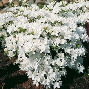 Japanische Azalee Kermesina Alba, Rhododendron mit weißen Blüten.