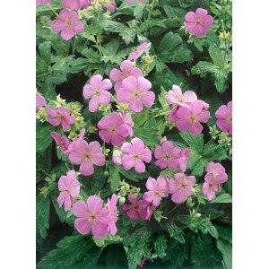 Rosa Oxford Storchschnabel (Geranium x oxonianum) mit grünen Blättern im 9x9 cm Topf.