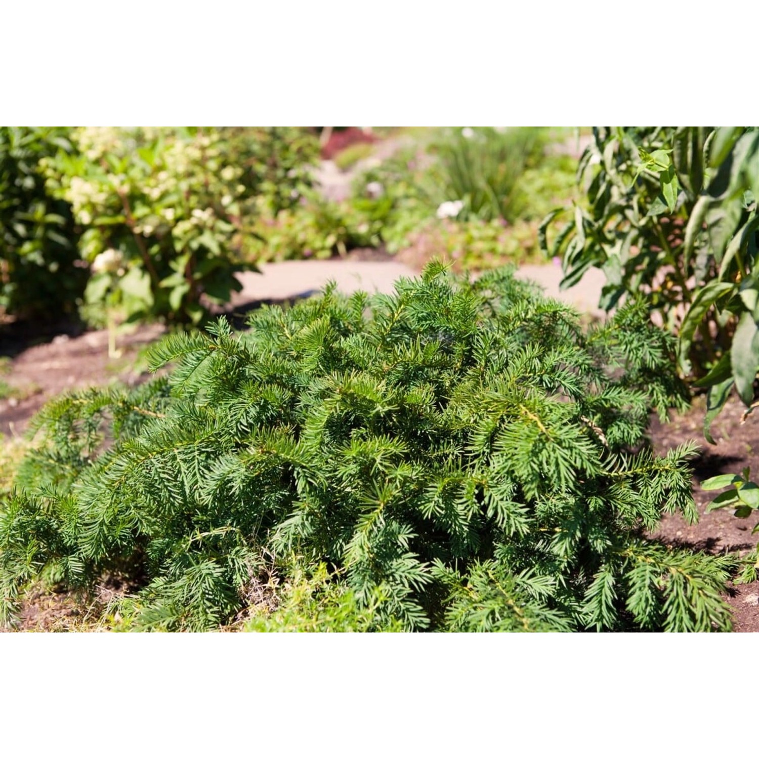Taxus Baccata Repandens Flach-Eibe Immergrün 60–70 cm günstig online kaufen