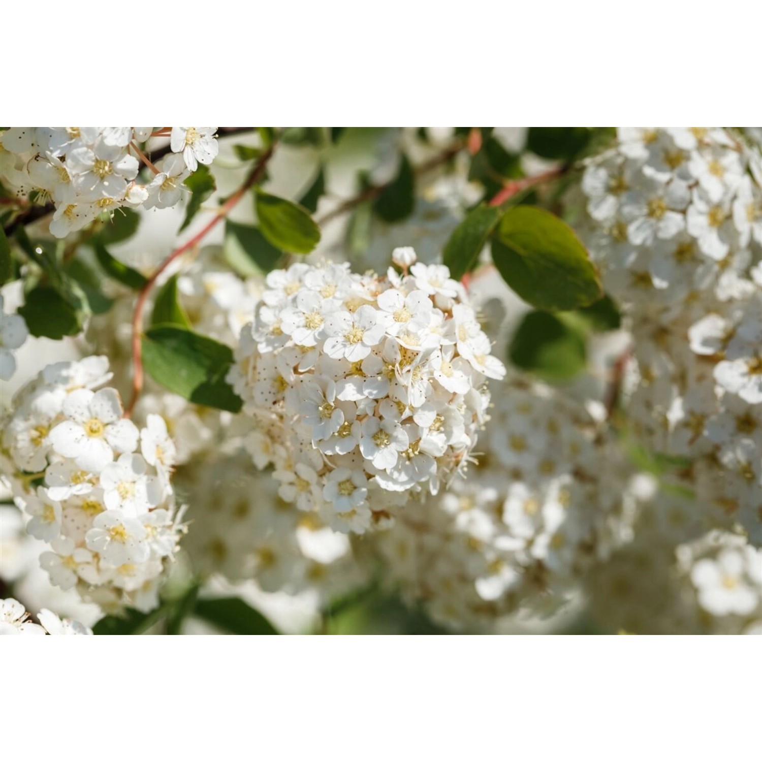 Spiraea Betulifolia Birkenblättrige Spiere Weiß 20–30 cm günstig online kaufen