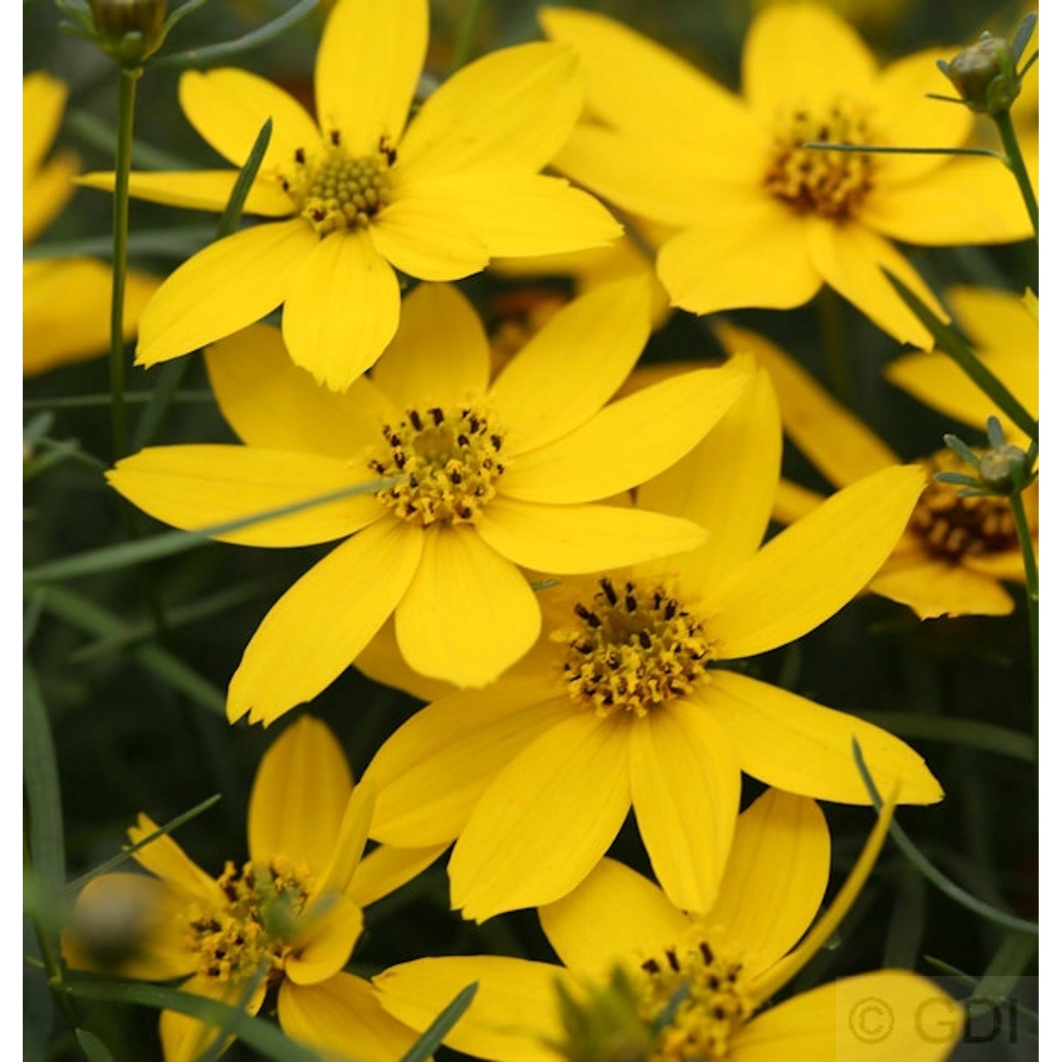 Mädchenauge Zagreb - Coreopsis verticillata günstig online kaufen