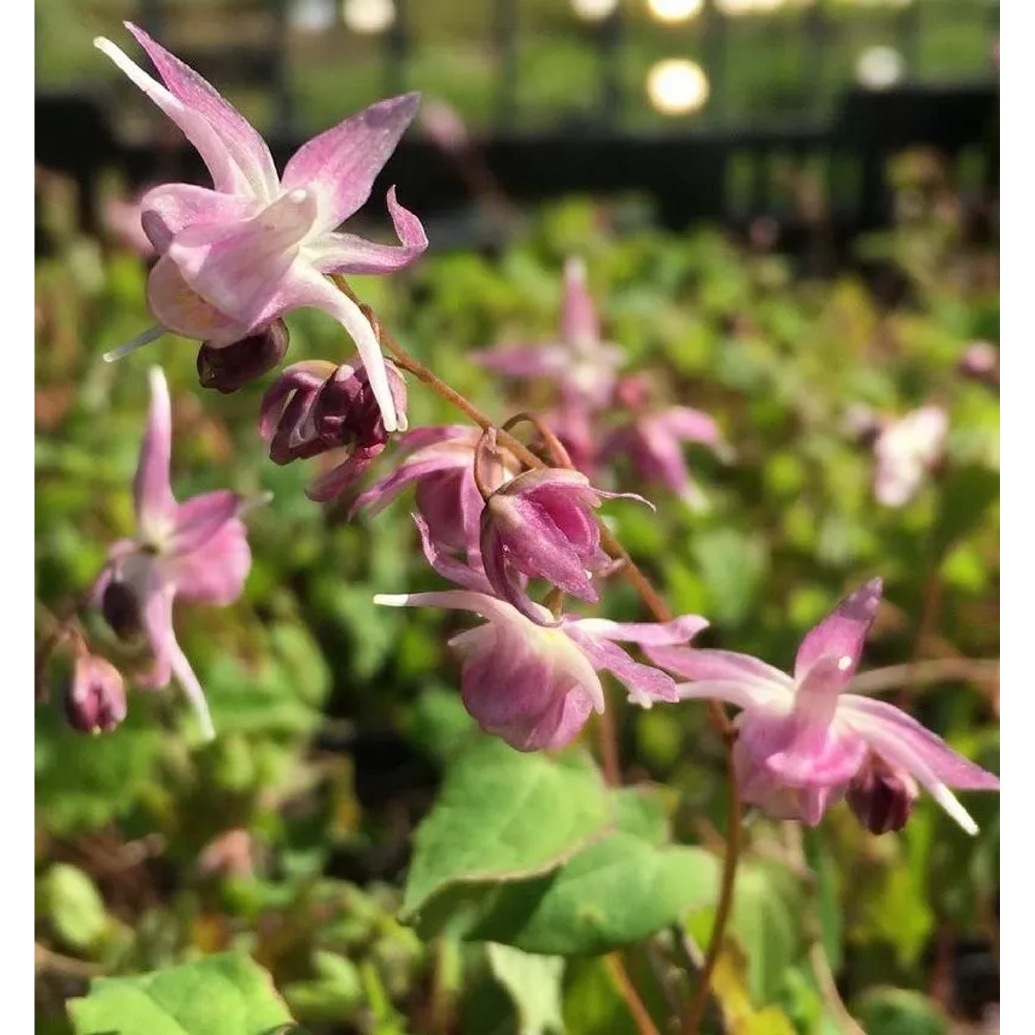 Elfenblume Akebono - Epimedium grandiflorum