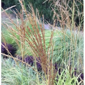 Detailaufnahme von Taiwanesischem Schilf (Miscanthus transmorrisonensis) im Garten.