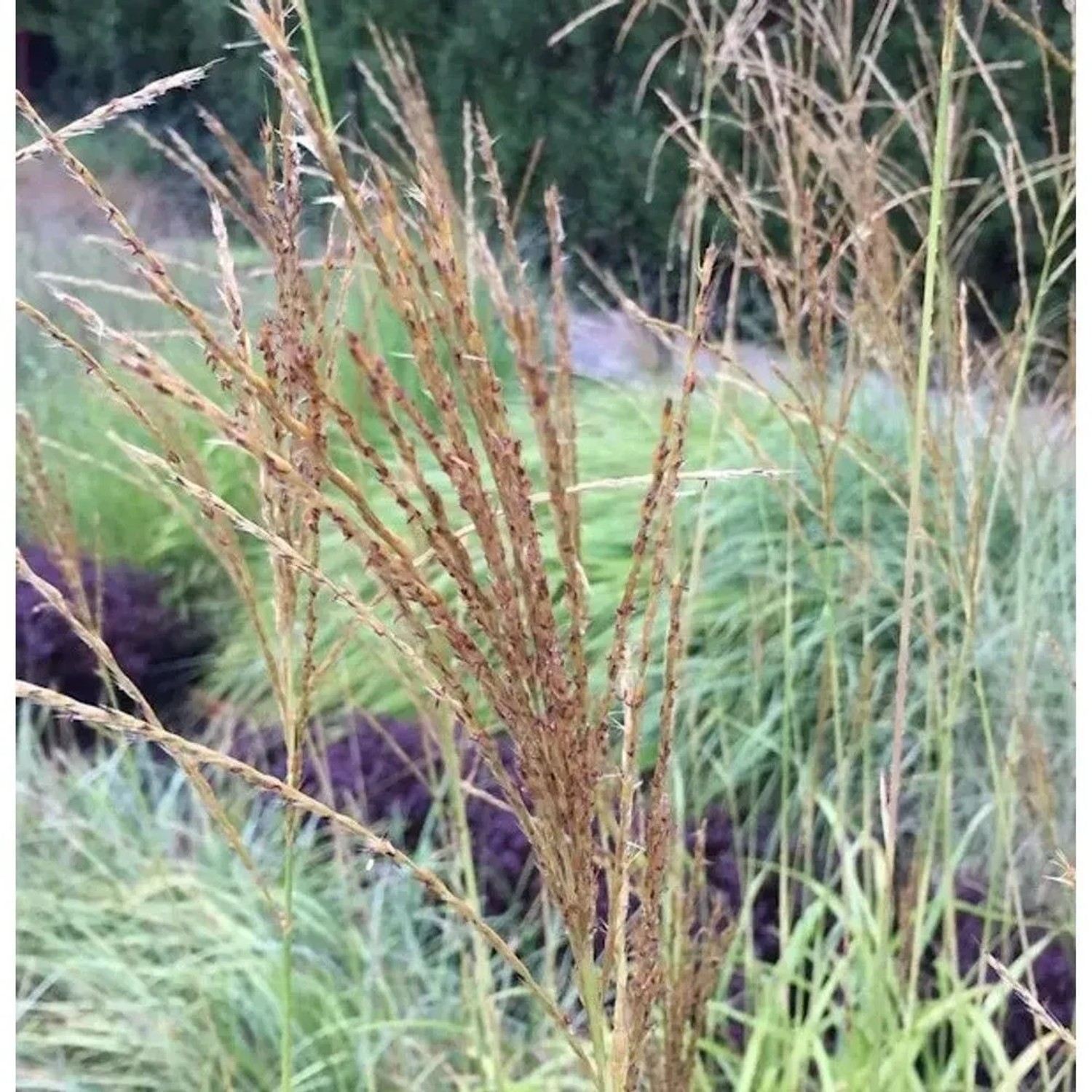 Taiwanesisches Schilf - Miscanthus transmorrisonensis