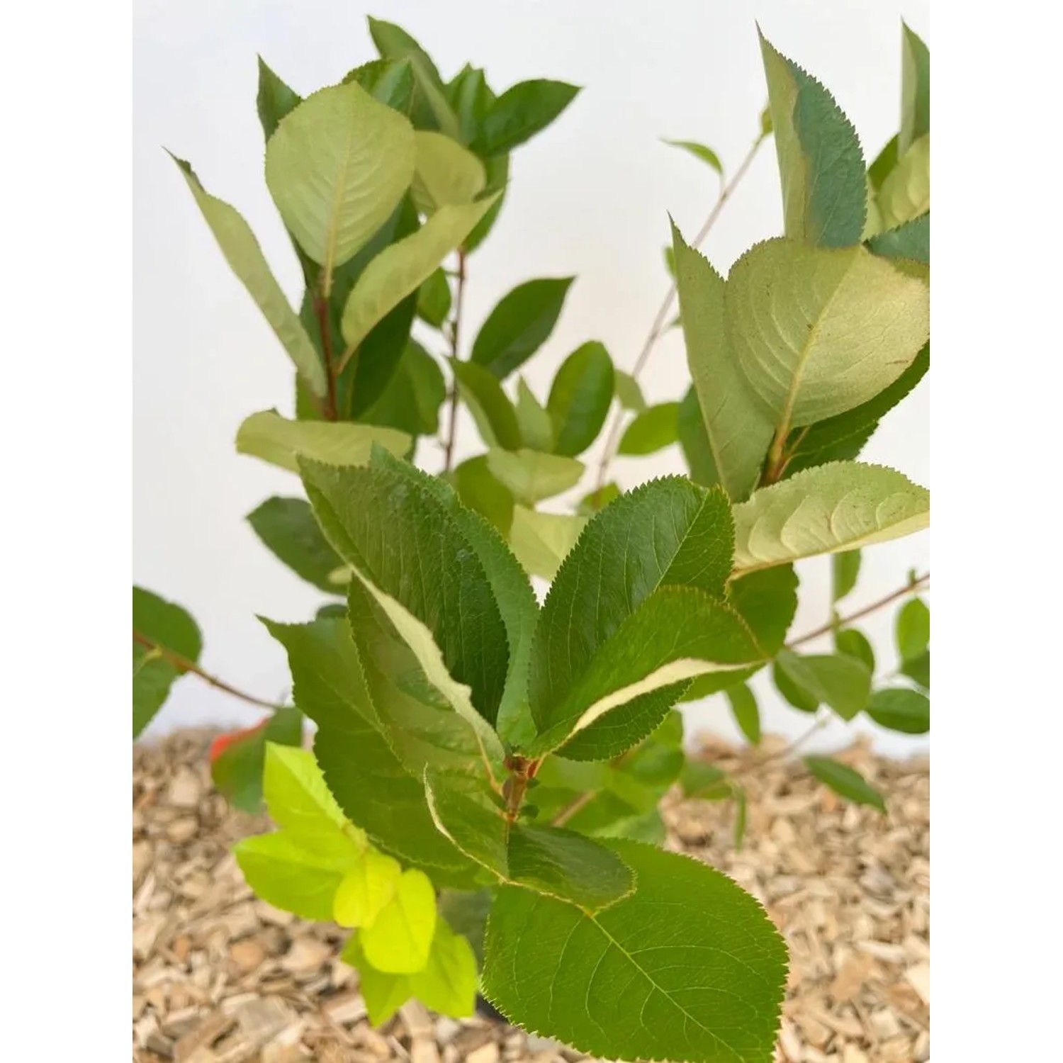 Baumfink Apfelbeere Topfpflanze, sommergrüner Strauch mit grünen Blättern.