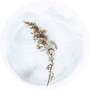 Komar Vliesfototapete Sanftmut: Nahaufnahme einer filigranen, getrockneten Blume auf hellem Grund.