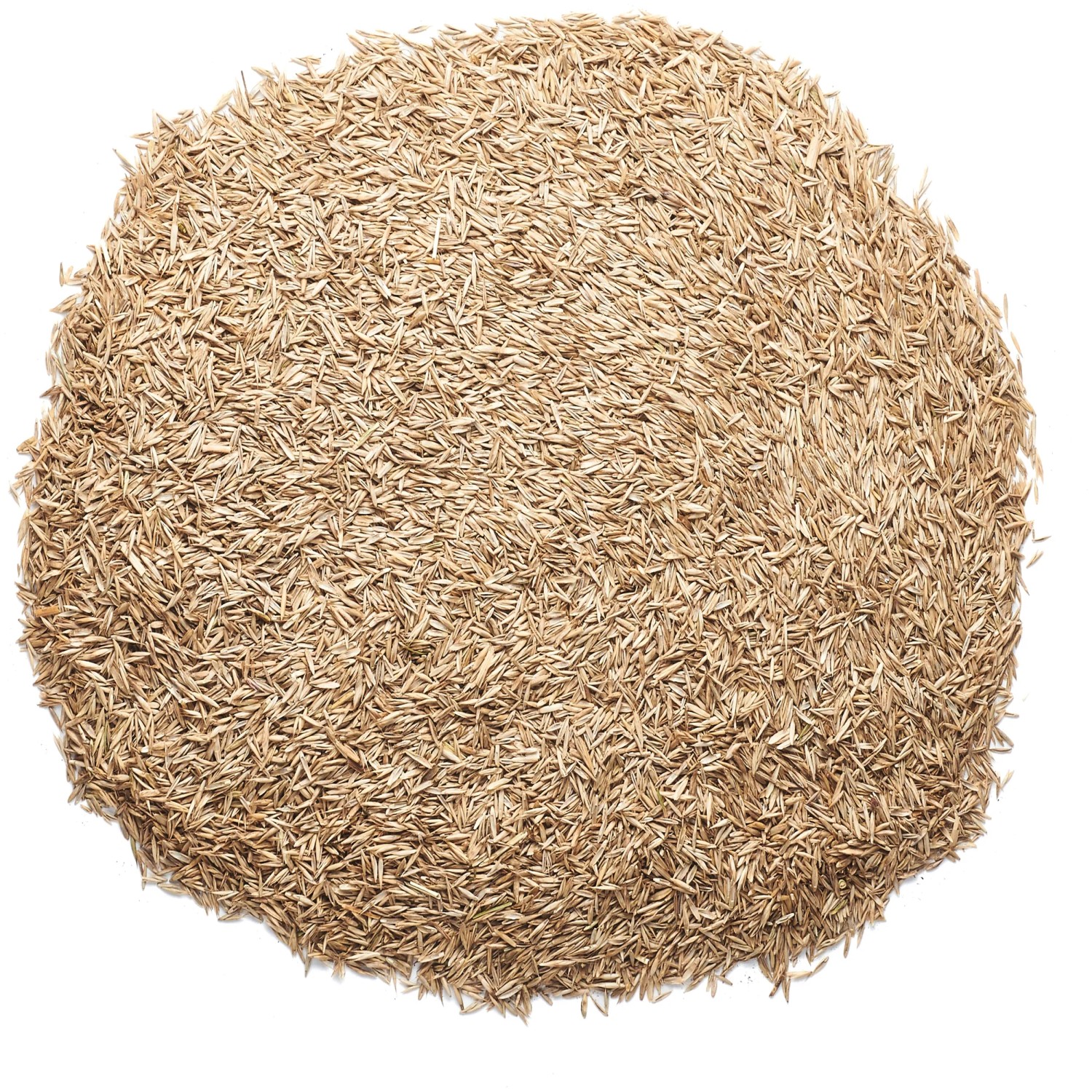 Nahaufnahme von Universal Rasensamen, 2,5 kg, für dichten, strapazierfähigen Rasen.