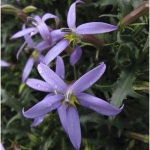 Nahaufnahme der blasslila Blüten des Bubikopf County Park (Pratia pedunculata) Staude.