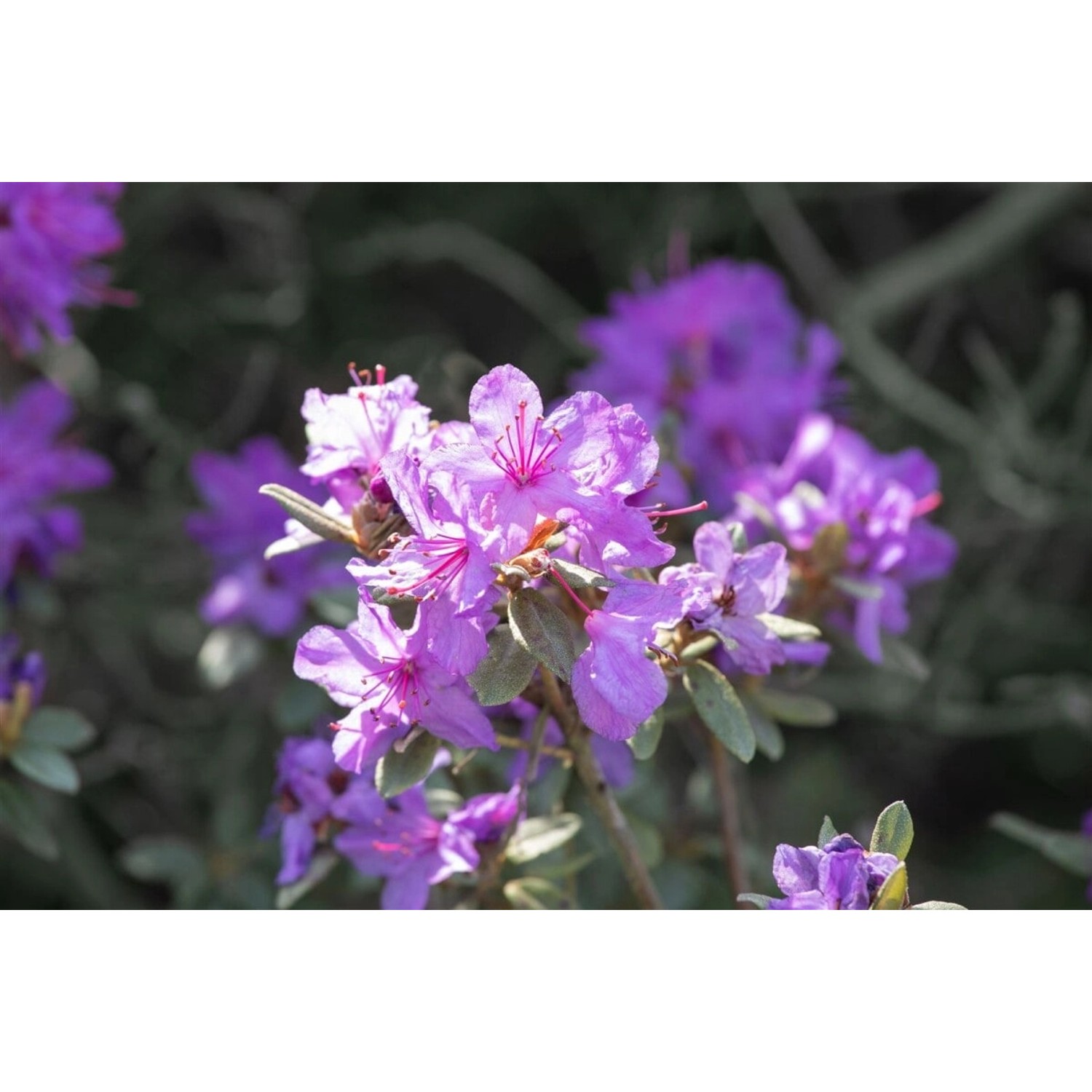 Rhododendron Russatum Lauretta Blauviolett 70–80 cm günstig online kaufen