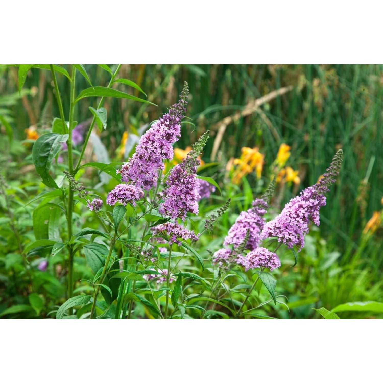 Buddleja Schmetterlingsstrauch Peacock 40-60 cm günstig online kaufen