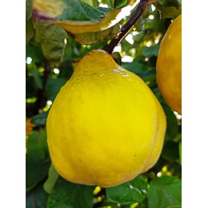 Reife, gelbe Portugiesische Birnenquitte (Cydonia oblonga) am Baum.