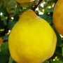 Reife, gelbe Portugiesische Birnenquitte (Cydonia oblonga) am Baum.