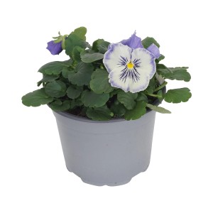 GROW by OBI Stiefmütterchen Cats im Topf, lila-weiße Blüten mit dunklen Streifen.