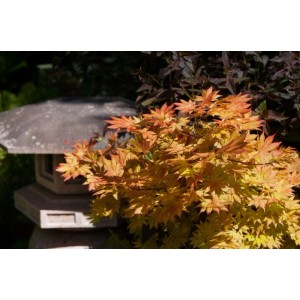 Acer Palmatum Autumn Moon, Japanischer Ahorn mit gelb-orangen Blättern im Garten.