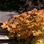 Acer Palmatum Autumn Moon, Japanischer Ahorn mit gelb-orangen Blättern im Garten.