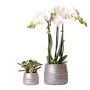 Kolibri Pflanzenset mit weißer Orchidee und grüner Sukkulente in silbernen Töpfen.