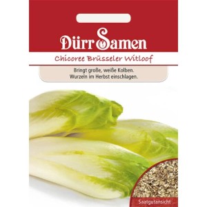 Dürr Samen Chicoree Brüsseler Witloof Saatgut Packung mit frischen Chicoreekolben und Samenansicht.