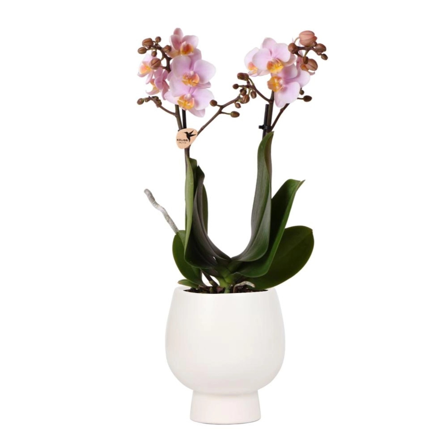 Kolibri Orchideen Rosa Phalaenopsis Orchidee Andorra & Scandic Ziertopf Weiß Topfgröße 9cm 40cm Hoch