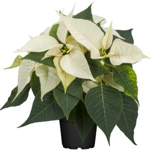 Weihnachtsstern Busch Weiß im Topf (Topf-Ø 17cm). Euphorbia pulcherrima mit weißen Hochblättern.