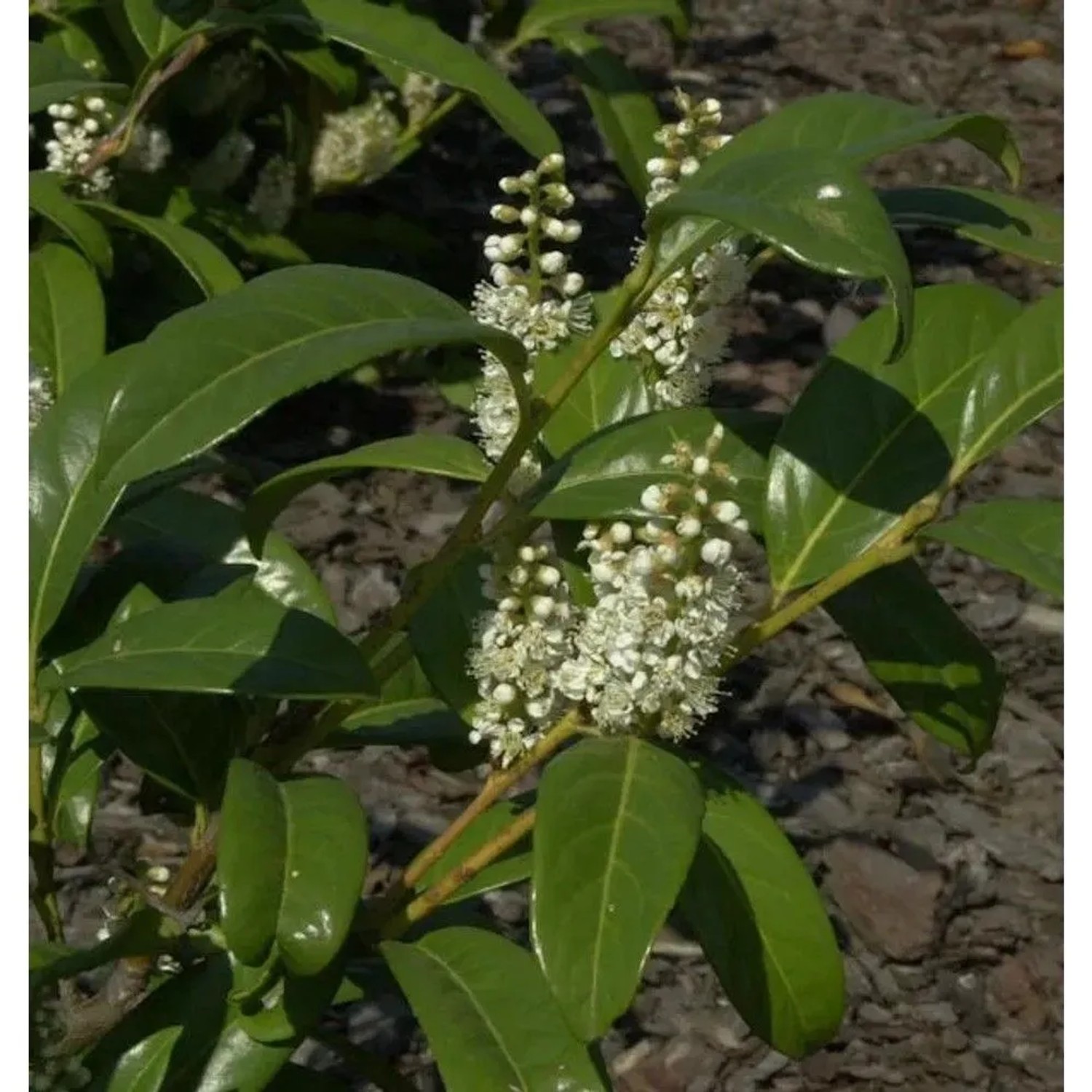 Großblättrige Lorbeerkirsche 40-60cm - Prunus,aurocerasus