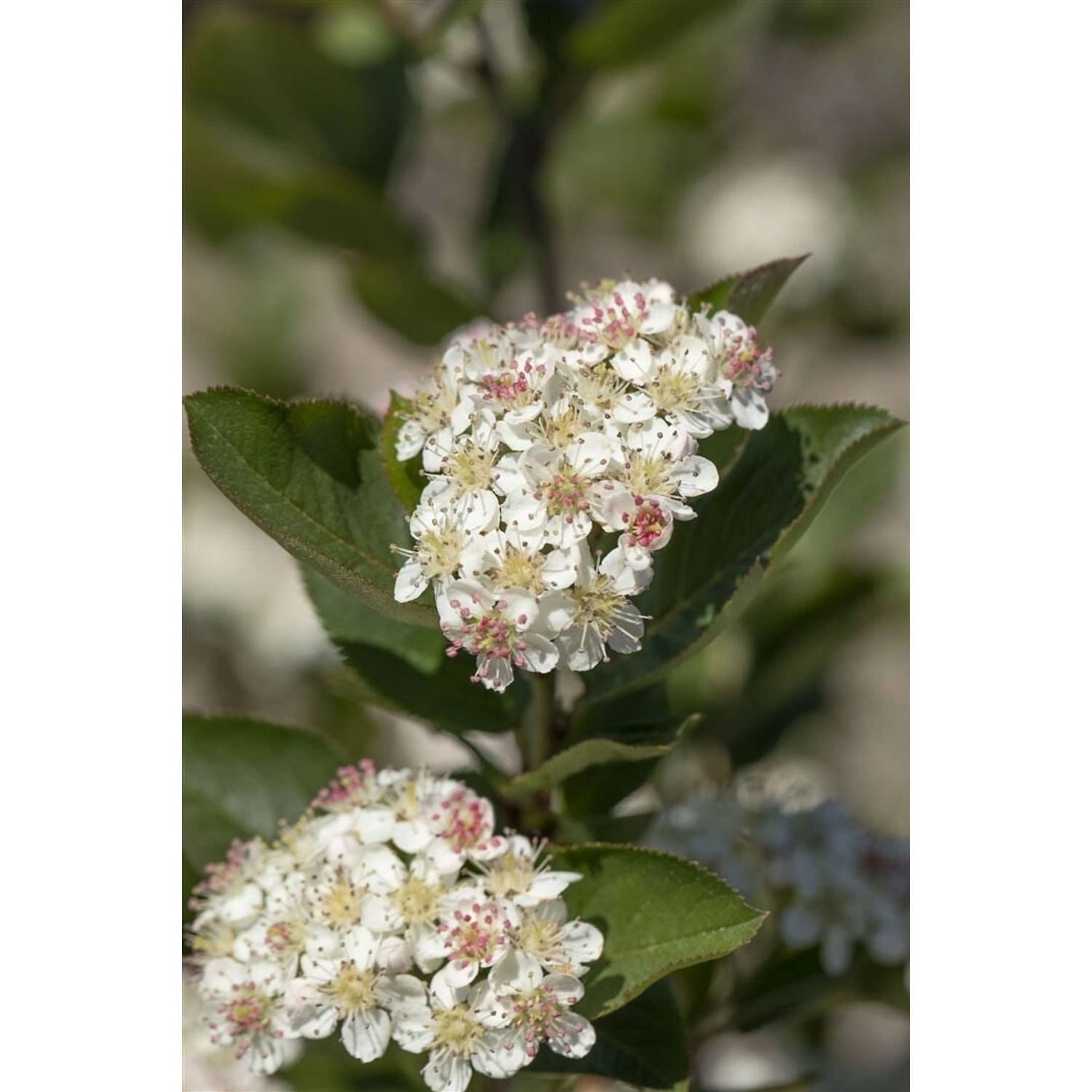 Aronia Arbutifolia Brilliant Rote Apfelbeere 40–60 Cm günstig online kaufen