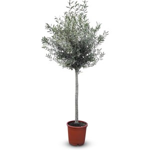 Hochstämmiger Olivenbaum (170 cm) im Topf. Winterhart bis -18°C, ideal für Garten & Balkon.