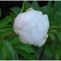 Edel Pfingstrose Miss America - Paeonia cultorum