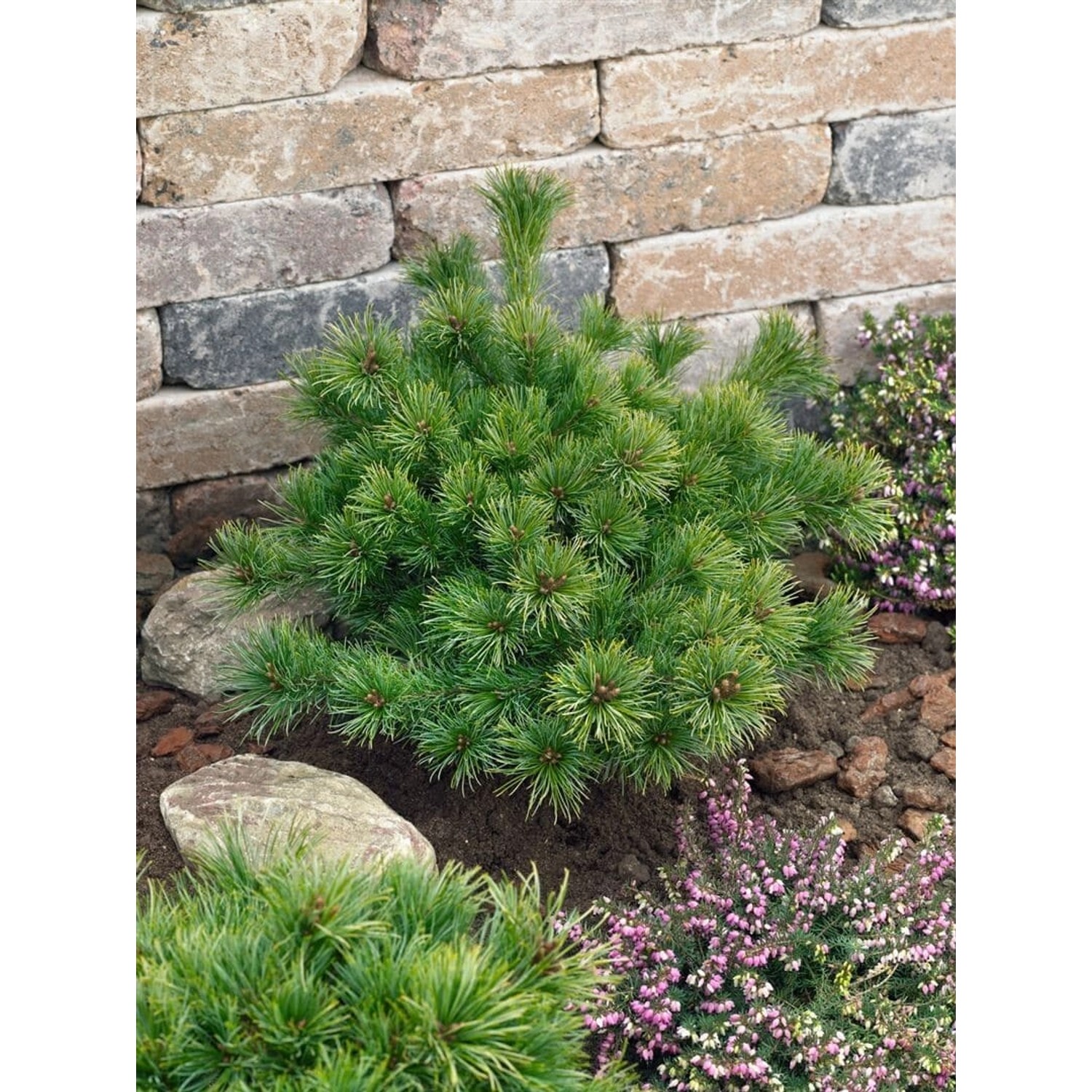 Pinus Parviflora Kiomatsu Japanische Kiefer 20–25 cm günstig online kaufen