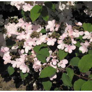Japanischer Schneeball 'Pink Beauty' Hochstamm, rosa Blüten und grüne Blätter.