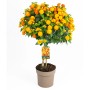 Wandelröschen Stamm Orange, 80cm hoch im Topf. Blühende Kübelpflanze mit orangen und gelben Blüten.