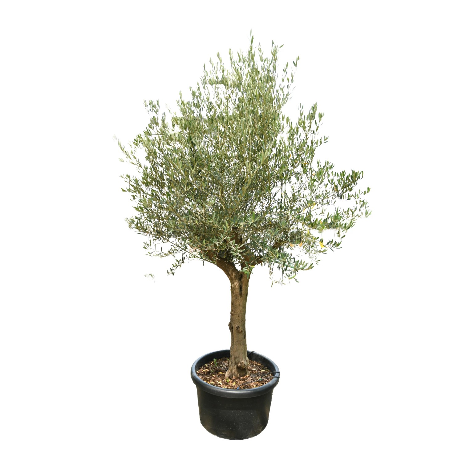 GROW by OBI Olivenbaum Halbstamm Höhe ca. 120 cm Topf ca. 110 l Olea europaea
