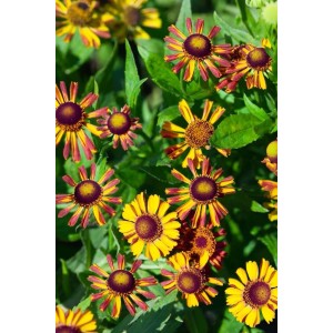 Sonnenbraut 'Loysder Wieck' im 9x9 cm Topf mit gelb-roten Blüten und grünen Blättern.