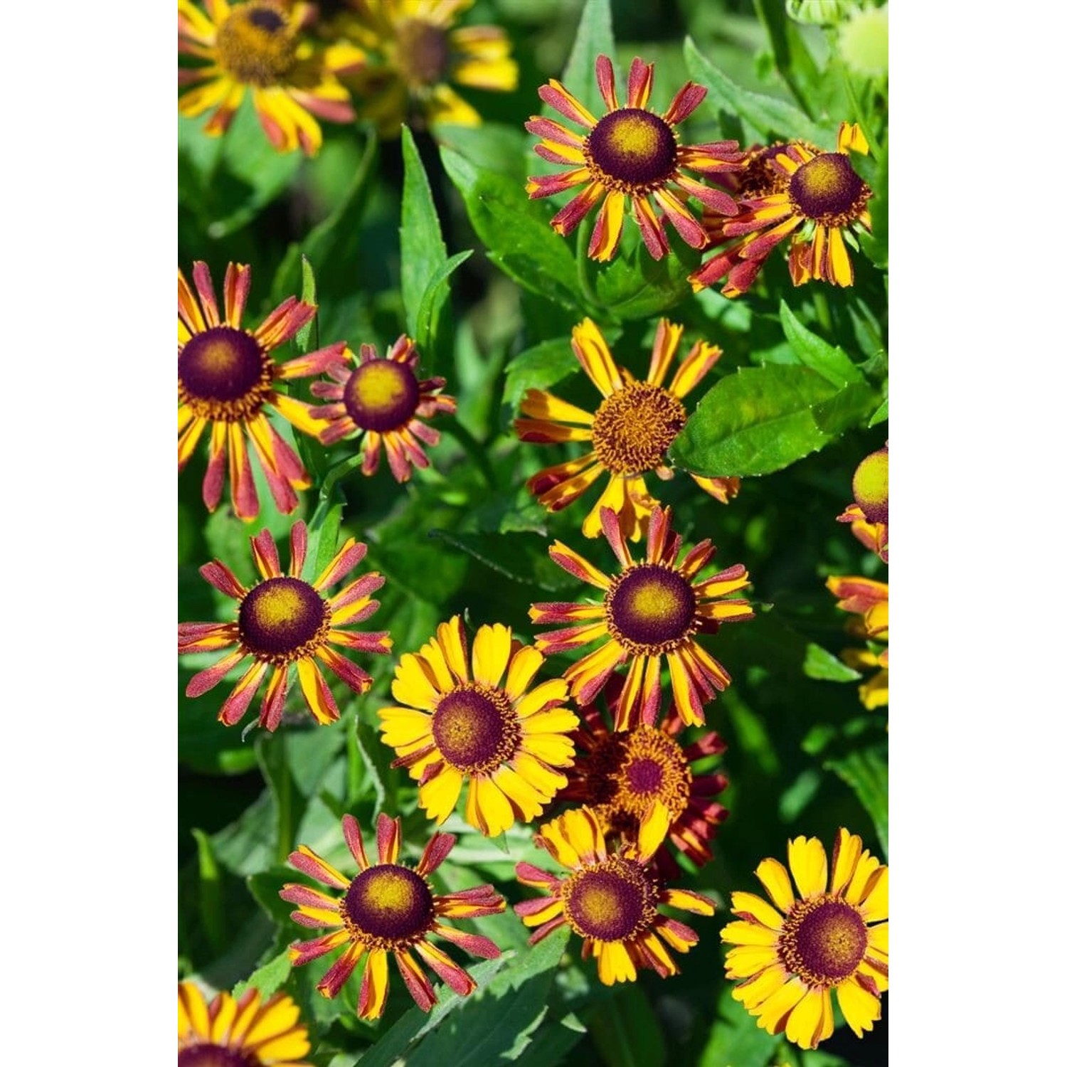 Helenium X Cult. Loysder Wieck Sonnenbraut Ca. 9x9 cm Topf günstig online kaufen