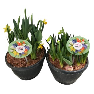Zwei Töpfe mit Zwiebel-Mix Frühjahrsblühern (Narzissen, Hyazinthen) im Topf, ca. 20-30cm hoch.