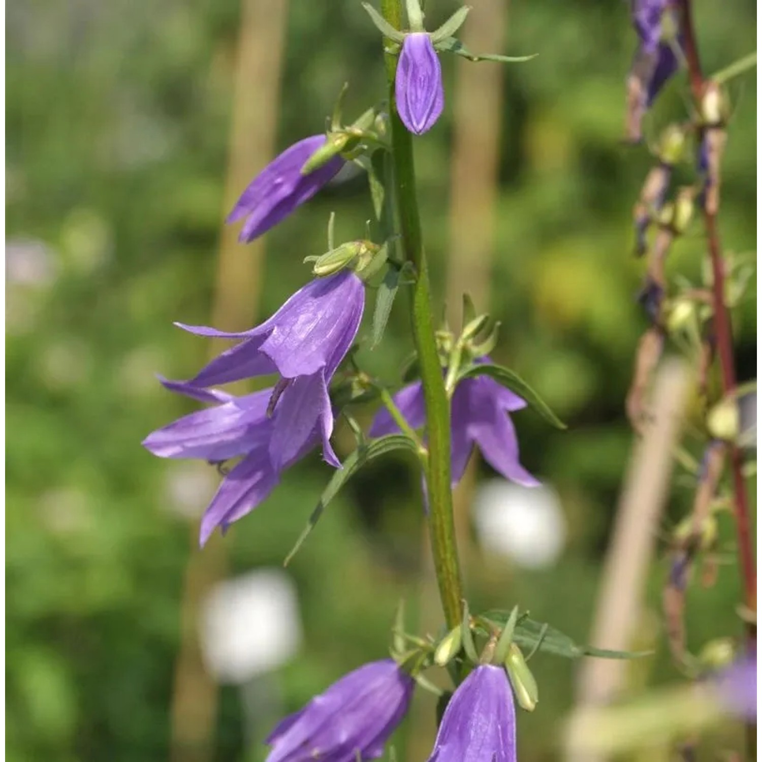 Rapunzelglockenblume - Campanula rapunculoides