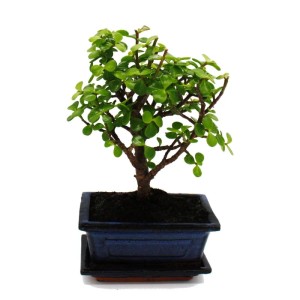 Exotenherz Bonsai Portulacaria Afra (Jadebaum) in Kugelform, ca. 4-5 Jahre alt, im blauen Topf.