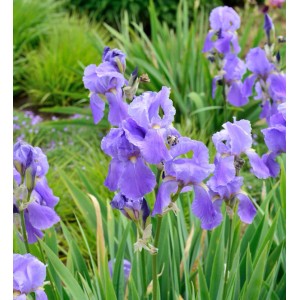 Violette Schwertlilie 'Empress of India' (Iris barbata) im Gartenbeet.