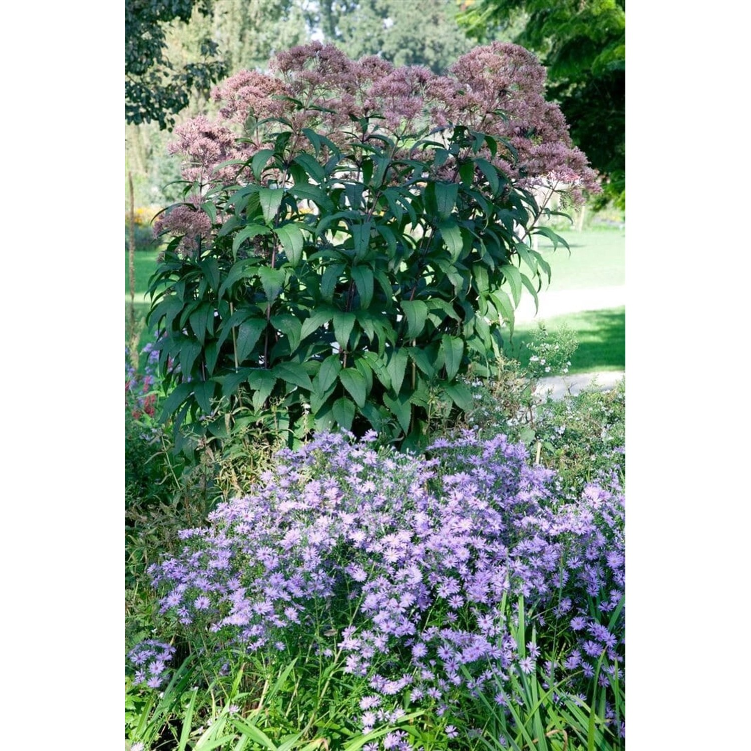 Eupatorium Fistulosum Riesenschirm Wasserdost Ca. 9x9 cm Topf günstig online kaufen