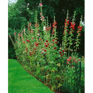 Blühende Stockrosen (Alcea Ficifolia) im Garten, verschiedene Farben, ca. 9x9 cm Topf.
