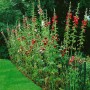Blühende Stockrosen (Alcea Ficifolia) im Garten, verschiedene Farben, ca. 9x9 cm Topf.