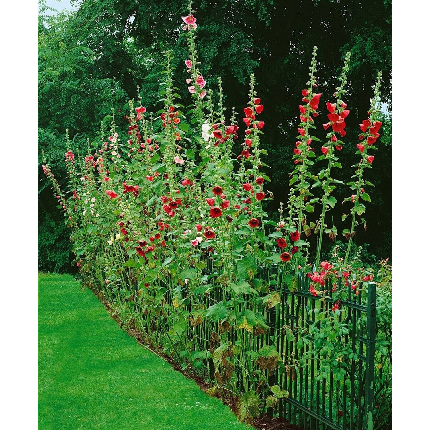 Alcea Ficifolia Stockrose Ca. 9x9 cm Topf günstig online kaufen
