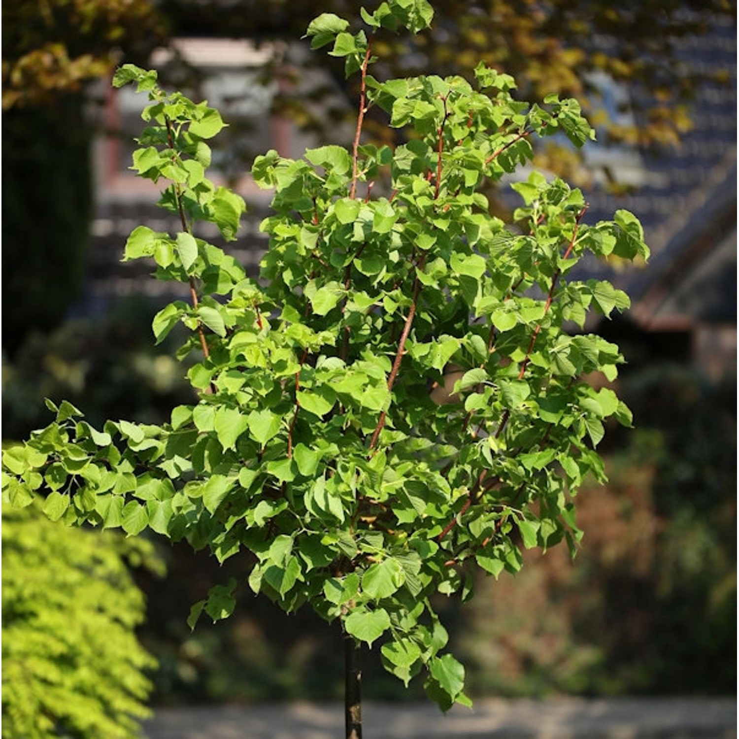 Hochstamm Winter Linde Orange 100-125cm - Tilia cordata günstig online kaufen